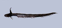 To FishBase images (<i>Ateleopus japonicus</i>, Chinese Taipei, by The Fish Database of Taiwan)