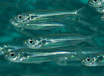 To FishBase images (<i>Atherinomorus lacunosus</i>, Maldives, by Greenfield, J.)