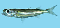 To FishBase images (<i>Atherinomorus lineatus</i>, Palau, by Winterbottom, R.)