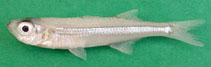 To FishBase images (<i>Atherina lopeziana</i>, Cape Verde, by Freitas, R.)