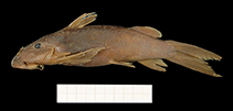 To FishBase images (<i>Atopochilus mandevillei</i>, Congo Dem Rp, by RMCA / Mark Hanssens)