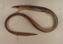 To FishBase images (<i>Atractodenchelys robinsorum</i>, by Karmovskaya, E.)
