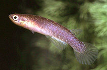 To FishBase images (<i>Atlantirivulus santensis</i>, by Vermeulen, F.)