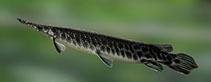 To FishBase images (<i>Atractosteus spatula</i>, Sri Lanka, by Ramani Shirantha)