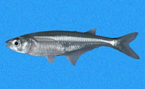 To FishBase images (<i>Atherinella starksi</i>, Panama, by Robertson, R.)