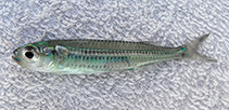 To FishBase images (<i>Atherinomorus stipes</i>, Curaçao I., by Modder, T.)