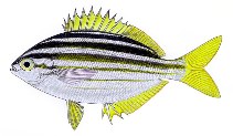 To FishBase images (<i>Atypichthys strigatus</i>, by Yau, B.)