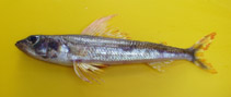 To FishBase images (<i>Aulopus cadenati</i>, Angola, by Alvheim, O./Institute of Marine Research (IMR))