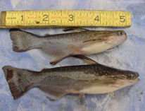 To FishBase images (<i>Auchenipterichthys coracoideus</i>, by Small, F.)