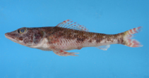 To FishBase images (<i>Aulopus damasi</i>, by Shao, K.T.)