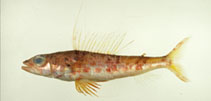 To FishBase images (<i>Aulopus formosanus</i>, Chinese Taipei, by The Fish Database of Taiwan)