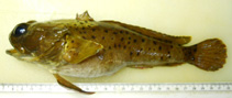 To FishBase images (<i>Austrobatrachus iselesele</i>, by Connell, A.)