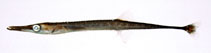 Image of Aulichthys japonicus (Tubenose)