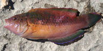 To FishBase images (<i>Austrolabrus maculatus</i>, Australia, by Saunders, B.)