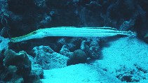 To FishBase images (<i>Aulostomus maculatus</i>, by Randall, J.E.)