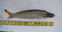 To FishBase images (<i>Auchenipterus nuchalis</i>, Guyana, by Black, J.)