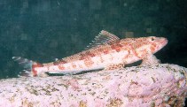 To FishBase images (<i>Aulopus purpurissatus</i>, Australia, by Camrrubi, J.-F.)