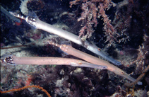 To FishBase images (<i>Aulostomus strigosus</i>, Cape Verde, by Wirtz, P.)