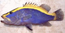 Image of Aulacocephalus temminckii (Goldribbon soapfish)
