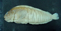 Image of Auchenionchus variolosus 