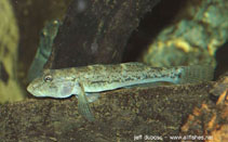 To FishBase images (<i>Awaous guamensis</i>, New Caledonia, by Dubosc, J.)