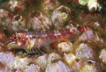 To FishBase images (<i>Axoclinus multicinctus</i>, Revillagigedo A., by Robertson, R.)