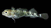 To FishBase images (<i>Axoclinus nigricaudus</i>, Mexico, by Allen, G.R.)