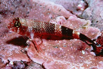 To FishBase images (<i>Axoclinus rubinoffi</i>, by Robertson, R.)