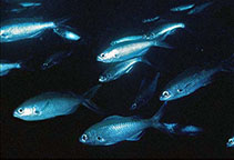 To FishBase images (<i>Azurina eupalama</i>, Galapagos Is., by Grove, J.S. (Grove & Lavenberg, 1997))