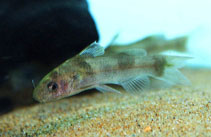 To FishBase images (<i>Batasio affinis</i>, by JJPhoto)