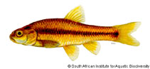 To FishBase images (<i>Barbus anoplus</i>, by South African Institute for Aquatic Biodiversity)