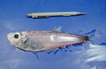 To FishBase images (<i>Bathyclupea argentea</i>, by NOAA\NMFS\Mississippi Laboratory)