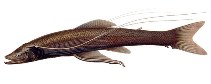 To FishBase images (<i>Bathypterois atricolor</i>, by Welter-Schultes, F.)