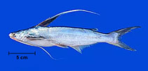 Image of Bagre bagre (Coco sea catfish)