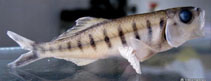 To FishBase images (<i>Barilius barna</i>, India, by Bakalial, B.)