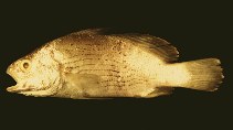 To FishBase images (<i>Bairdiella batabana</i>, USA, by O'Donnell, P.)