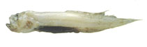 Image of Barathronus bicolor 