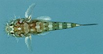 To FishBase images (<i>Barbuligobius boehlkei</i>, South Africa, by Winterbottom, R.)