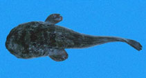 To FishBase images (<i>Batrachoides boulengeri</i>, Panama, by Robertson, R.)