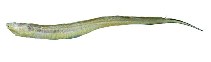 To FishBase images (<i>Rhechias bullisi</i>, Suriname, by JAMARC)