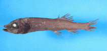 To FishBase images (<i>Bajacalifornia burragei</i>, by Shao, K.T.)