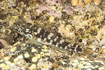 To FishBase images (<i>Bathygobius burtoni</i>, Sao Tome Princ., by Bertoncini, A.A.)