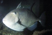 Image of Balistes capriscus (Grey triggerfish)
