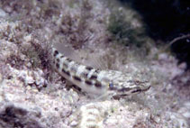 To FishBase images (<i>Bathygobius casamancus</i>, Cape Verde, by Wirtz, P.)