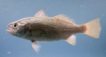 To FishBase images (<i>Bairdiella chrysoura</i>, by NOAA\NMFS\Mississippi Laboratory)