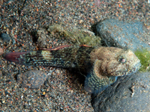 To FishBase images (<i>Bathygobius coalitus</i>, Indonesia, by Ryanskiy, A.)