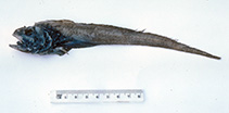 To FishBase images (<i>Bathygadus cottoides</i>, Australia, by Graham, K.)