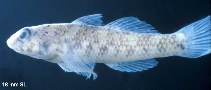 To FishBase images (<i>Bathygobius curacao</i>, Belize, by Smith, D.G.)