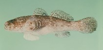To FishBase images (<i>Bathygobius cyclopterus</i>, South Africa, by Randall, J.E.)