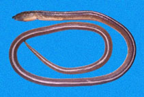 To FishBase images (<i>Bascanichthys cylindricus</i>, Panama, by Allen, G.R.)